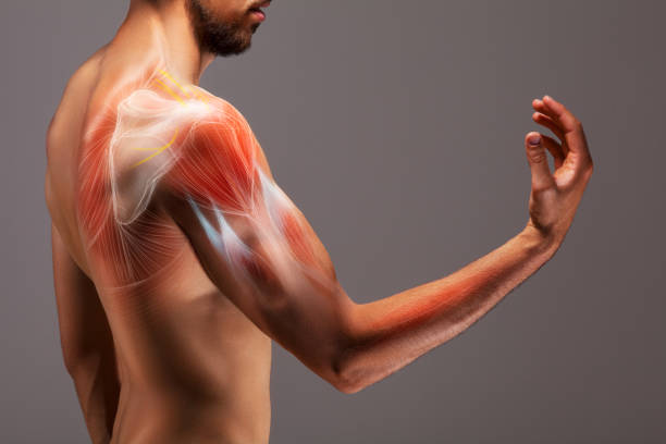 Chiropractie en Schouderfunctie